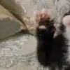 @7522073623479026718