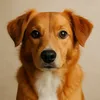 @Pawfectly Supplement