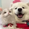@7529767797196325901