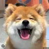 @odjxjs