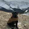 @dragotheboerboel