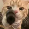 @7548340875030627341