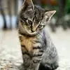 @7548694541021840439