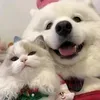 @7552824241747641358