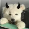 @coockqlc62w