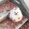 @7554328851875873806