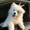 @mihmlpsirlc