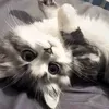 @7554331066107479054