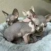 @elverduleroylaflaca22