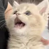 @7559761848935023671