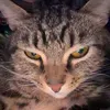 @7571476730398311437