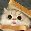 @7579510199930471438