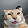 @7598125349154800654