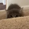 @7599599316671988767