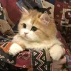 @7601085986353349662