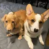 @corgianddoxie