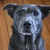 @Bear The Dog