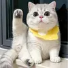 @7616285342060708878