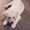@danielwagner8