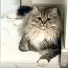 @7626352247744365581