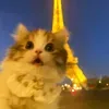 @7626695430126568461