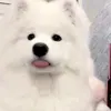 @7628897421456606222
