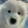 @7638537287286293518