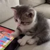 @7638594703005287438