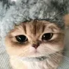 @7643775264938230798