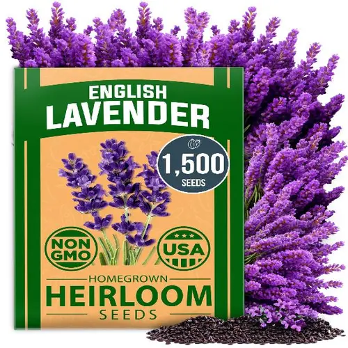 Home Grown English Lavender (Lavandula angustifolia) Flower Garden Seeds - Heirloom, High Germination, Beginner-Friendly, Indoor-Outdoor Planting, Scented Sachets, Tea & Oil Uses Garden Supplies