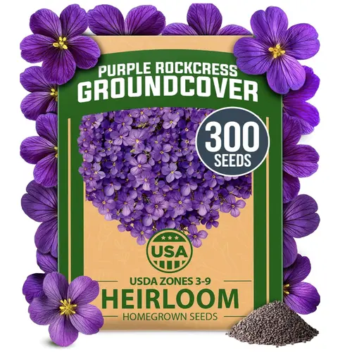 HOME GROWN Aubrieta Rock Cress Purple – Flowering Ground Cover Seed Packet – Perennial Cress Seeds for Planting Outdoor Lawn Gardens – Low Maintenance, 300 Non-GMO Aubrieta deltoidea Seeds (0.126g)