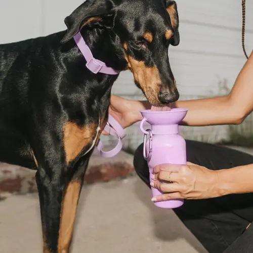 22oz Original Travel Dog Water Bottle