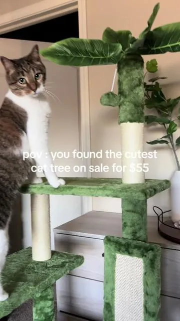 tiktok shop’s cat tree aesthetic game is on point. this cat tower even matches her eyes :’) #cuteaesthetic #catoftiktok  #catlover #fypツ #aesthetic #catsoftiktok#CapCut 
