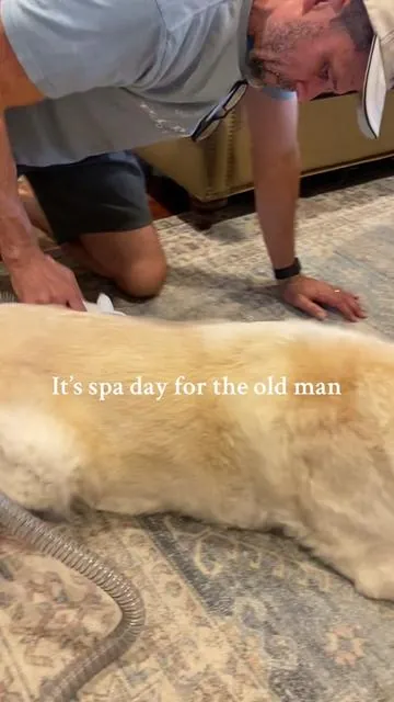 He’s part pyrenese so you can only imagine the hair that typically is shed in the house… #lifechanging #petgroomingkit #dogsoftiktok #groomer #shedding #dogs 