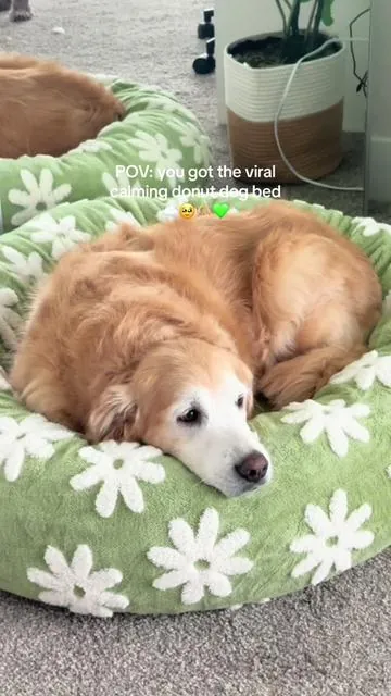 She loves it so much and I’m so glad you can machine wash the cover 🤩🫶🏼 #dogbed #viraldogbed #donutdogbed #calmingdogbed #ttshop #goldenretriever #dog #dogs #ttshopdeals #dealsfordays 