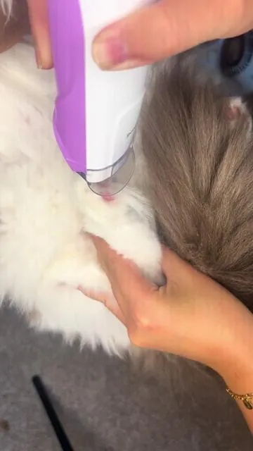 This has been a life changer for me and for my wallet!!! Its SO easy to groom my cat now and save money for more treats!! 🤭🐈💕 @Geoorood pet #geoorood #groomingvaccuum #petgroomingkit #dogsoft #catsoft #groomingkit #petgroomingvacuum #doggroomingvacuum #fyp #catessentials #petmusthaves #petgrooming #easypetgrooming #creatorsearchinsights #tiktokshop #tiktokshopfinds #tiktokshopsale #catsoftiktok #dogsoftiktok 