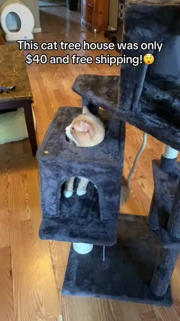 Cat tree house! #cattreehouse #cathouse #cat #cats #catsoftiktok 