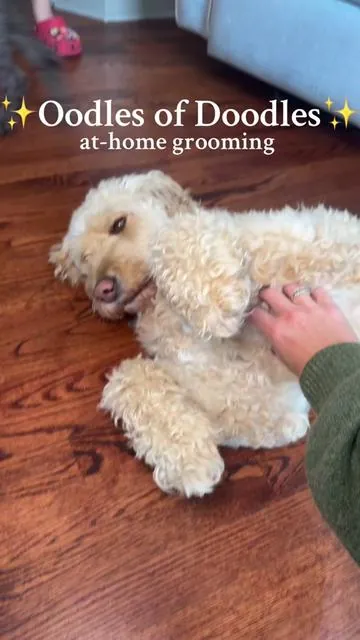 🚨CLICK NOW AND SAVE, ON SALE FOR UNDER $50!🚨This groomed 3 dogs, filled two trashcans with hair, and was so easy to clean!! Every dog owner needs this to cut down on grooming costs! #seasonalEssentials #FallDealsForYou #doggrooming #athome #dogsoftiktok #labradoodle #labradoodlesoftiktok #vacuum #fyp #dogowner #doghair #doghaircut 