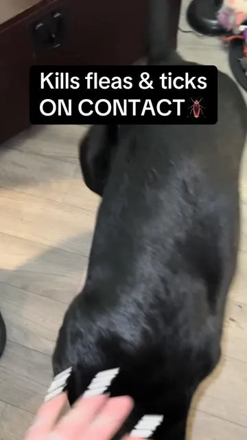Flea & tick killllaaaaa #FleaAndTick #creatorsearchinsights #BugMD #FleaAndTickSeason #flea #tick #dogsoftiktok #catsoftiktok #fyp 