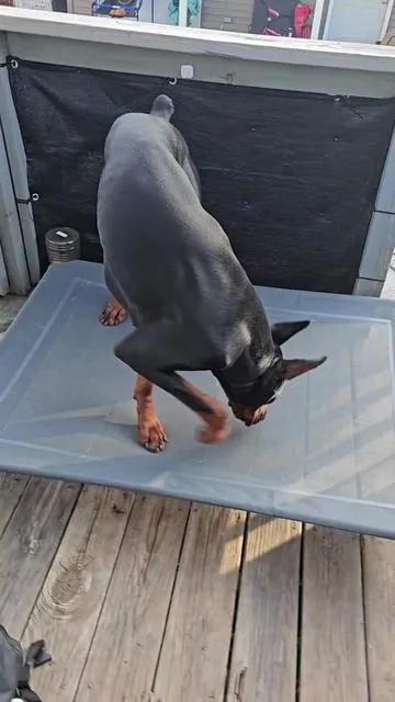 si a tu perrito le gusta estar mucho tiempo afuera, comprale esta cama . . . . #spotlightfinds #tiktokshopcybermonday #tiktokshopblackfriday #christmas #ttslevelup #ttsdelight #perros #doberman #camadeperros #dogsofttiktok #dogbed 