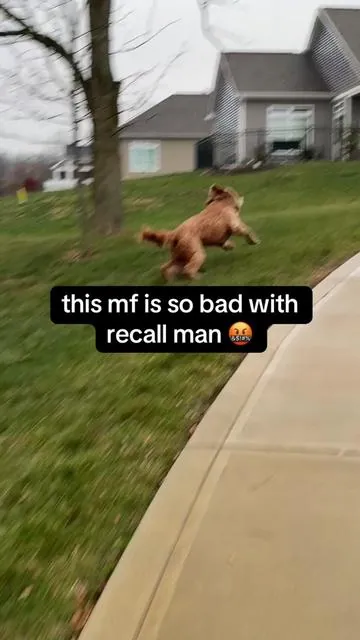 this collar is the best investment ive ever made in recall training for my dog 😌 feels good having him under control in public and knowing he immediately responds to the beeping feature without the need to use electric shock #dogtraining #dogtrainingtips #goldendoodle #tiktokshopcybermonday #tiktokshopblackfriday 