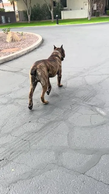 Linked below 🛒👇 The Jugbow is an awesome device that’s easy to use and you’ll have a well behaved dog in no time. If you have a big dog I highly recommend you get some training done and this just makes it so much easier. #canecorso #dogtraining #trainingdevice #jugbow #tiktokshop #blackfridaydeals #dogsoftiktok 