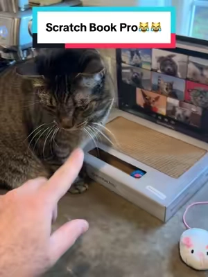 #creatorsearchinsights #cat #catsoftiktok #catlover #catlovers #cattoys #catscratch #catscratcher #scratchpad #scratchpadpro #tiktokshop #tiktokmademebuyit #tiktokfinds #cattop 