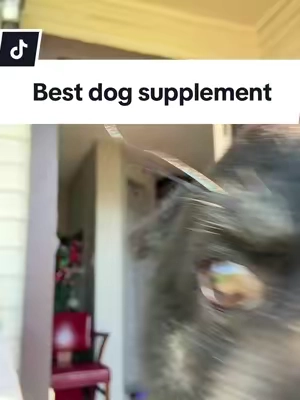 El mejor suplemento para tus familiares caninos 🩵🐶🐕