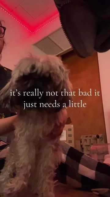 had to remake this idea because last time ya made fun of how bad i was 😐 #doggrooming #doggroomer #dogs #cat #groomingkit #doggroomingkit 