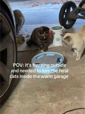 These three have completely stolen my heart. They live their best lives outside but right now there’s high winds and I just can’t help it 😭