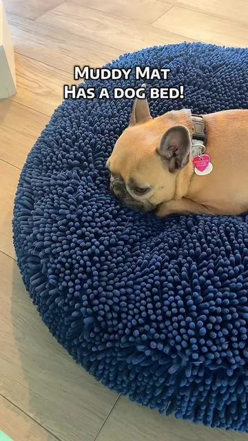 She won’t get up @Muddy Mat #dogbed #petbed #petbeds #frenchie #frenchiemom 