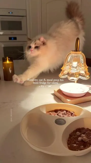 join me as I feed Bennett & meal prep for tmrw 🤍 I was pleasantly surprised at how fast he’s taken to using the auto-feeder— looks like this will be our routine from now on on workdays ❄️ although I don’t think I’ll ever put frozen raw in it just bc you can’t wash the actual compartment. For now, wet food works great~  •  #catparents #catfood #catcare #tiktokshopfinds #catfinds #catlovers #catmom #ragdollcat #ragdoll #wetfood #petfeeding #petparents #catfeeding #amazonfinds #autofeeder #automaticfeeder #catfoodtips #petlibro #catmomlife #cutecat #cateating #cateatingasmr #cozyvibes #catfeeding #feedmycat #feedmycatwithme #catmukbang #catnutrition #politecat #demure #catfeedingroutine 