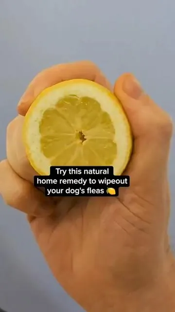 Try this natural home remedy to wipeout your dog's fleas 🍋 #doghack #doghealth #fyp