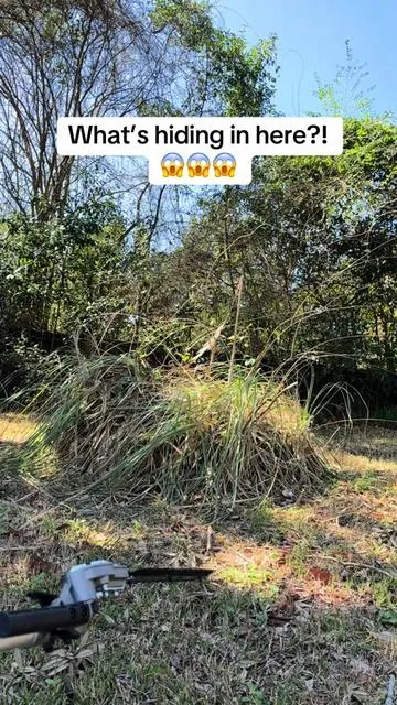 Using the trimmer tool was so fun and actually easy to use! #hedgetrimmer @vevor.official  #VEVOR #TikTokShopLoveAtFirstFind #vevorttshop
